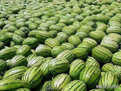 宁夏理工吃瓜视频,揭秘校园生活趣味瞬间