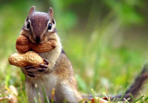 带你吃瓜松鼠视频,带你领略松鼠吃瓜的欢乐瞬间