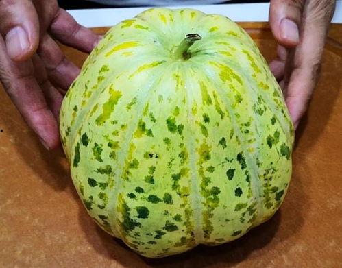 药瓜怎么吃最好吃视频教程,视频教程教你轻松享健康美味