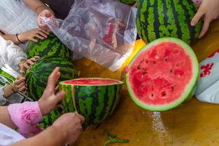 巴西吃瓜视频全集,揭秘南美风情下的趣味生活全景