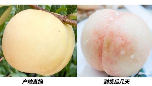 白桃吃瓜大结局视频下载,揭秘剧情高潮与情感归宿