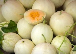 吃白兰瓜的小视频,短视频带你领略夏日清新滋味