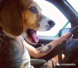 吃瓜小狗拍照视频大全,吃瓜小狗拍照视频大盘点