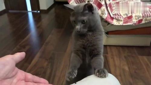 吃瓜主人看猫打架视频,一场吃瓜主人视角下的猫打架大戏