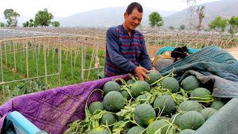 群众十里农场吃瓜视频,群众欢声笑语共赏丰收盛景