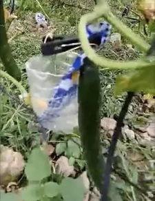 晚上野地里吃瓜视频,一场别开生面的野餐体验