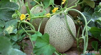 夫妻搞笑视频买哈密瓜炒着吃,哈密瓜炒出新风味