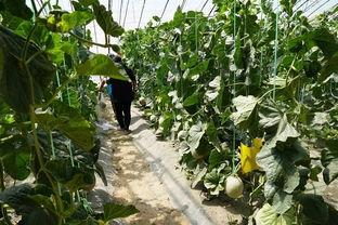 沂山吃瓜的视频