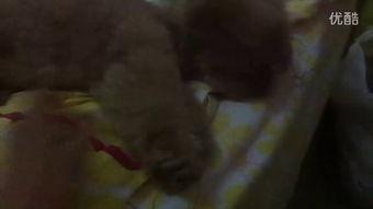 鸟姐和龙龙吃瓜的视频,娱乐圈幕后故事曝光