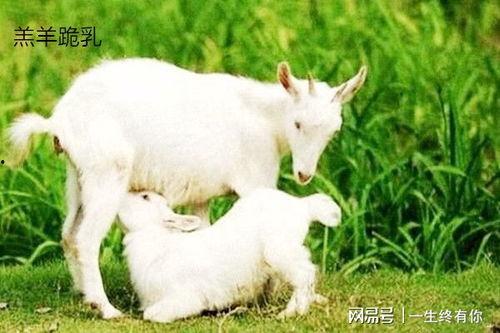 小羊的吃瓜视频大全下载