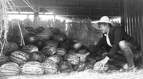 日喀则吃瓜群众视频,吃瓜群众的欢乐时光