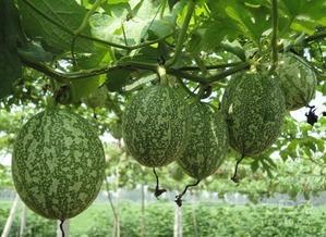 吊瓜怎么吃减脂最快呢视频,吊瓜减脂食谱：高效减脂的神奇瓜果食用指南