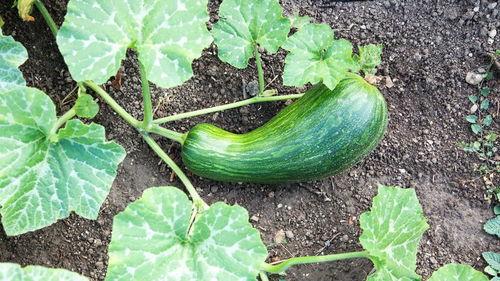 柯基可以吃瓠瓜嘛视频,瓠瓜的适宜性探讨