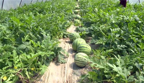 介休吃瓜最新事件视频,揭秘背后真相与网友热议