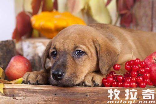 狗可以吃静冈蜜瓜吗视频 第2张 狗可以吃静冈蜜瓜吗视频 第2张