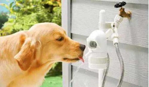 狗可以吃静冈蜜瓜吗视频 第3张 狗可以吃静冈蜜瓜吗视频 第3张