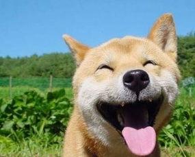 搞笑视频瓜哥带你吃瓜子,搞笑视频里的瓜子盛宴  第2张