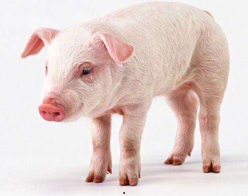 猪吃瓜顺口溜大全视频下载,趣味横生，笑料连连  第2张