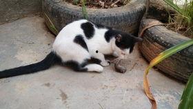 土瓜能给猫吃吗视频