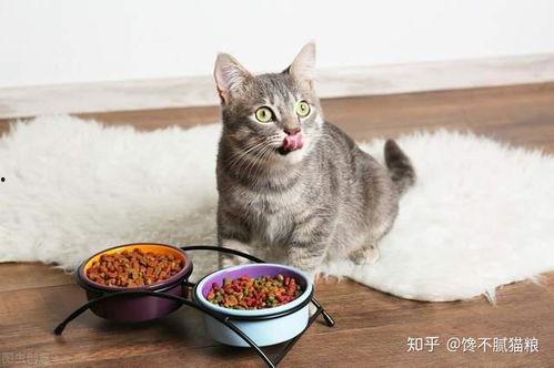 小猫咪吃蜜瓜好吗视频教程,安全营养的夏日美味分享  第2张