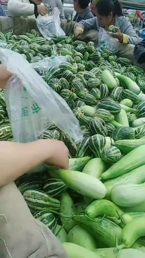农民吃瓜的最新视频,农民吃瓜视频展现丰收喜悦  第2张