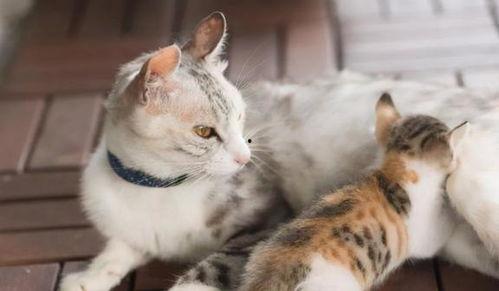二只母猫吃瓜视频,二只母猫吃瓜视频萌态十足  第2张