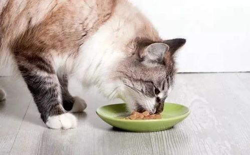 猫咪吃卤鸡瓜好吗视频大全,卤鸡瓜视频大全揭秘