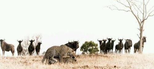 豹子吃瓜完整版视频,一场意想不到的野生动物趣味瞬间