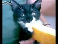 猫吃哈密瓜小猫能吃吗视频,小猫能否模仿大猫的喜好？