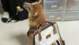 小姐姐吃不吃哈密瓜视频,小姐姐的甜蜜抉择