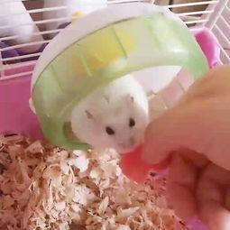 吃瓜视频和懒虫,揭秘网络娱乐新潮流