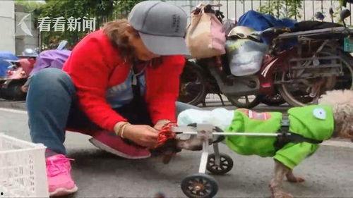 吃瓜狗车祸视频大全集在线观看,惊心动魄的瞬间回顾