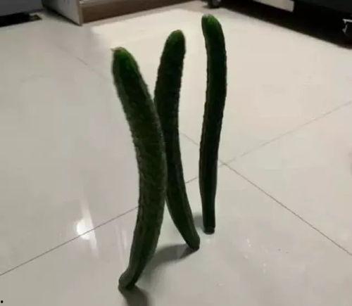 吃瓜立扫把视频,揭秘网络热梗背后的趣味与智慧