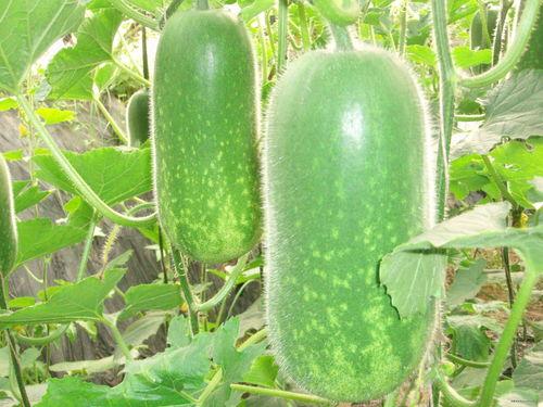 宁陵县吃瓜大事件真相视频