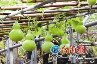 小伙吃葫芦瓜视频