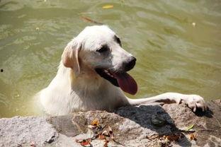 白狗吃哈密瓜视频大全集,欢乐视频大盘点