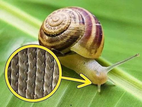 蜗牛吃哈密瓜叶子视频,哈密瓜叶子的美味诱惑