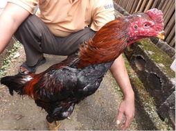 斗鸡吃瓜视频大全,盘点热门斗鸡吃瓜视频大全