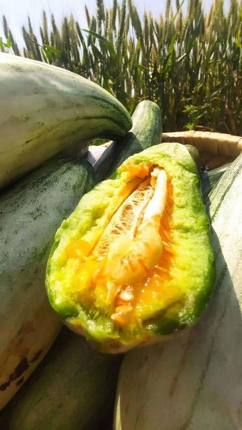 安静吃瓜视频,揭秘安静吃瓜视频的魅力