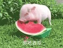 怎么画吃瓜的猪视频,轻松绘制趣味吃瓜猪