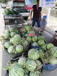 青州历山吃瓜事件视频,一场引发热议的乡村美食狂欢