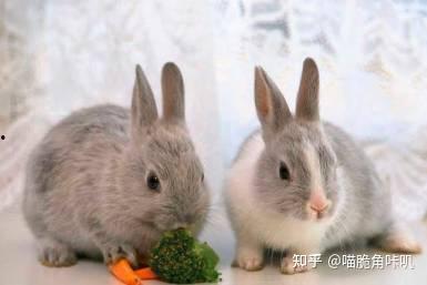 兔子可以吃三叶瓜吗视频,兔子适宜食用的营养佳品揭秘