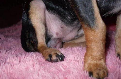 母狗吃山瓜吗好吗图片视频