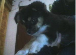 母狗吃山瓜吗好吗图片视频  第3张