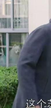 电视剧吃瓜套路视频全集,吃瓜达人带你领略电视剧套路全解析