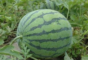 吃瓜视频卖东西,揭秘热门商品背后的秘密！  第3张