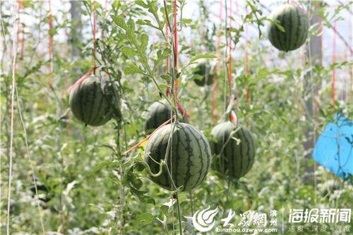 台州最近吃瓜事件视频  第3张