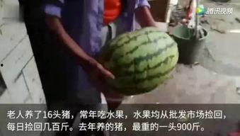 谁吃谁瓜视频完整版,揭秘“谁吃谁瓜”视频背后的真相与笑料  第3张